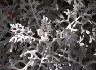 Jak założyć mielonkę na haczyk?