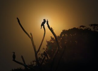 O której godzinie najlepiej łapać rosówki?