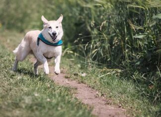 W czym biegać po lesie?