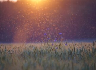 Czy są komary w Dubaju?