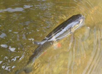 Kiedy trze się kleń?