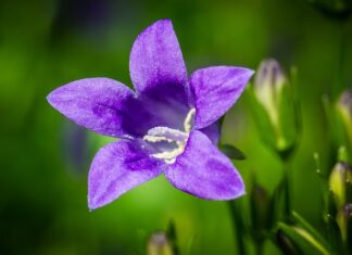 Czy za brak dzwonka w rowerze?