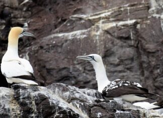 Jakie gripy do kierownicy? Jakie gripy do kierownicy?