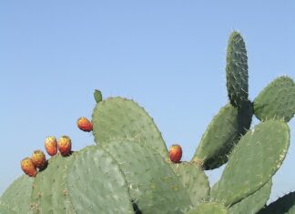 Czy można nosić szable? Czy można nosić szable?