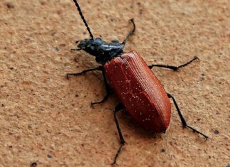 Czy lin bierze na białego robaka?