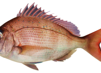 O której godzinie najlepiej bierze leszcz?