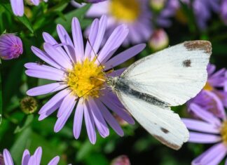 Jaka mączka rybna najlepsza?