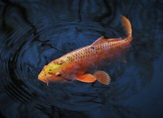 Jak zwabić karpia w łowisko?