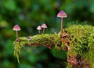 Jakie są rodzaje namiotów?