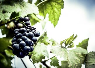 Jaki lokalizator dla psa?