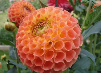 Co zamiast Pompona do czapki?