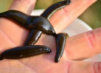 Jak zrobić przynętę z chleba?