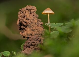 Co zamiast robaków na ryby?