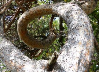 Czy skręcenie widać na RTG?