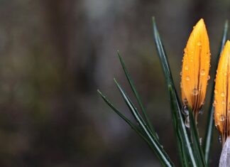 Jak zrobić wiosenny kapelusz?