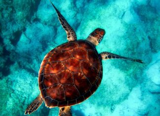 Co zrobić żeby przy nurkowaniu nie bolały uszy?