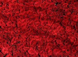 Czym się różni płoć od jazia?