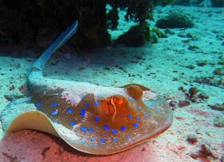 Co do płaszcza damskiego na głowę?