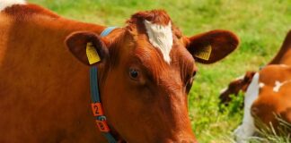 Co do ucha po basenie?