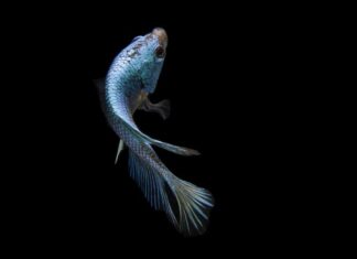 Jaka ryba bierze na cynamon?