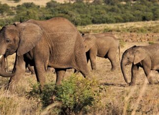 Jak śledzić czyjś samochód?