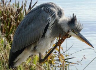 Co znaleziono na dnie Rowu Mariańskiego?
