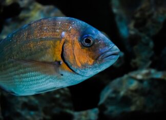 Co leszcze lubią najbardziej?